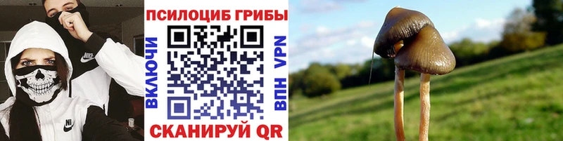 Псилоцибиновые грибы MAGIC MUSHROOMS  MEGA вход  сайты даркнета клад  Благовещенск 